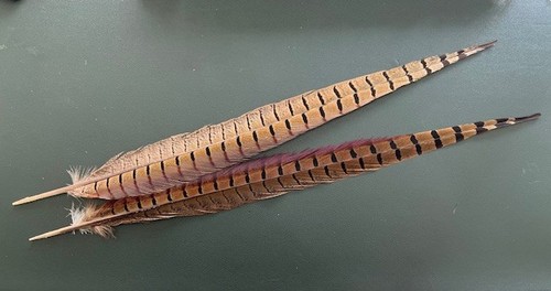 Long and full ringneck - 18"-20",