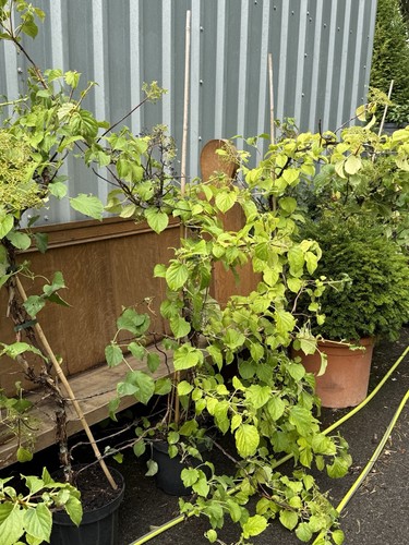 Huge approx 5ft mature - approx,