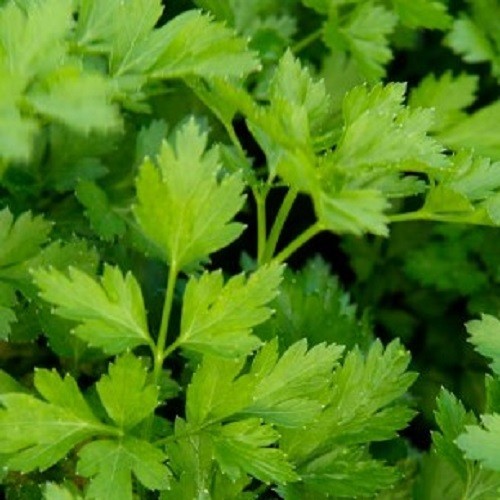 Organic parsley plug - organic,