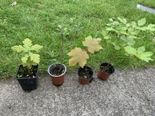 4 Tree Bonsai Starter Young