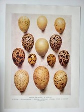 Old Vintage Colour Print British Bird Eggs Partridge Grouse Phesant Quail