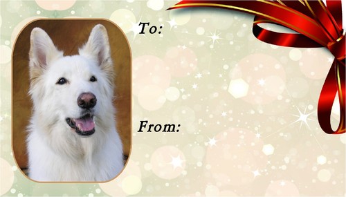 German shepherd dog - german,