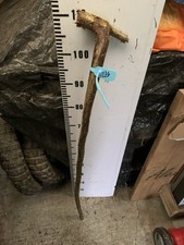 HAZEL SHANK WALKING STICK KNOB  Lot 134