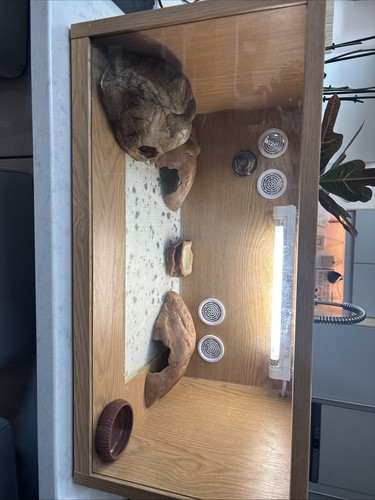 Vivarium reptile tortoise - reptile,