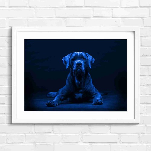 Cane corso puppy portrait - portrait, blue