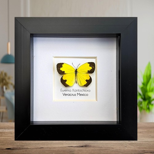 Eurema xantochlora butterfly - xantochlora,