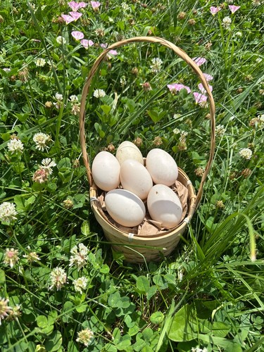 Cayuga duck hatching eggs - cayuga,
