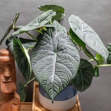Alocasia maharani (aka Grey