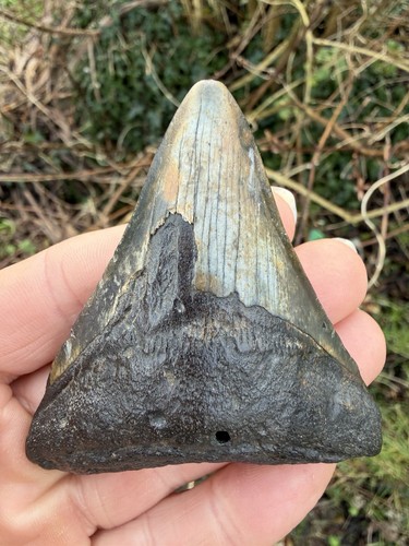 Fossil megalodon shark - fossil, tooth