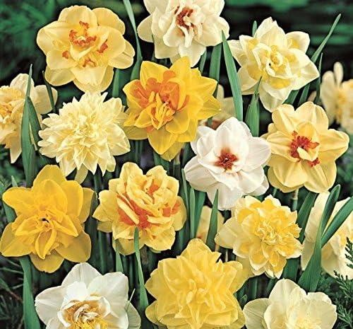 Daffodil bulbs doubles mixed - bulbs, 'doubles