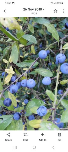 Sloes 2lb frozen - ,