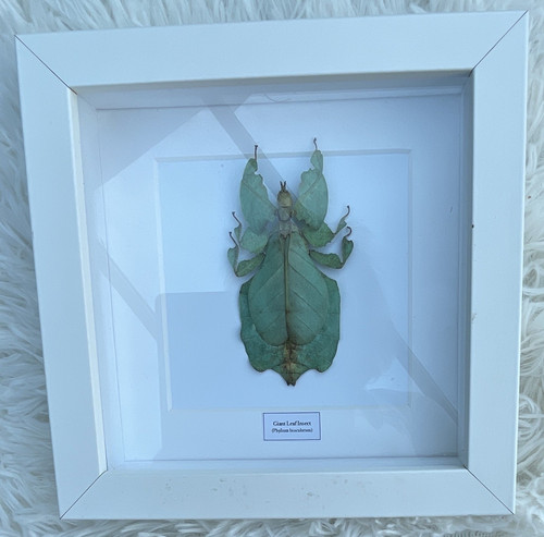 Insectsofbeautyuk giant leaf - giant,