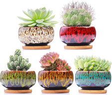 Cute Ceramic Succulent Garden
