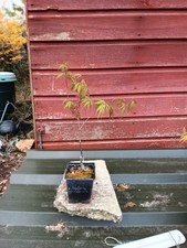 Acer palmatum dissectum