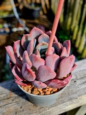 Echeveria Lepe | pink and purple succulent plant 