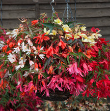 Begonia Trailing starshine X 3