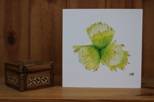 Cobnuts Print Greeting Card