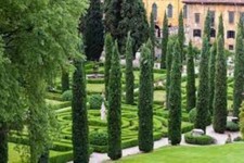 200 x Italian Cypress Tree