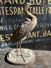 Ibis de Ridgway Taxidermy Bird