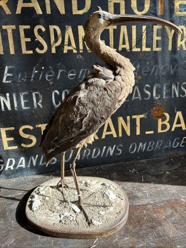 Ibis ridgway taxidermy - ridgway,