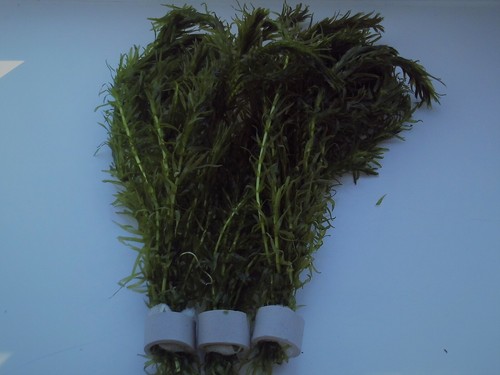 Bunches egeria densa - 3,