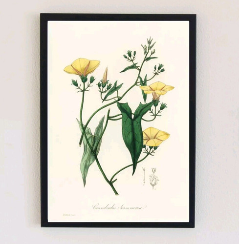 1836 vintage flower - 1836,