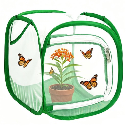 Butterfly house habitat insect - butterfly,