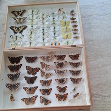 absolutely stunning Set Of 1930s Butterflies All Named And Dated