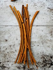 10 x Golden Willow Cuttings