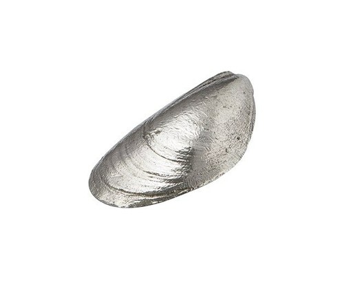 Cast pewter mussel shell - cast,