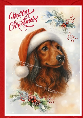 Dachshund long haired dog - dachshund,