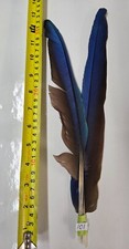 KIT #101  1 Pair of   Macaw