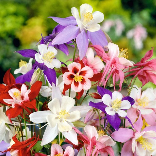 300 columbine mckana giants - columbine,