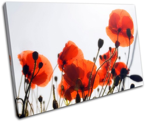Poppy field flowers floral - poppy,