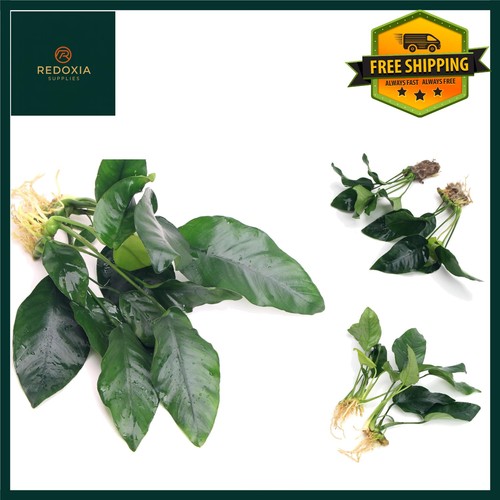 Live anubias barteri nana - live,