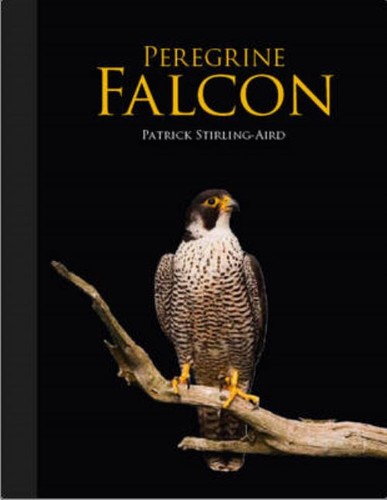 Peregrine falcon patrick - peregrine,
