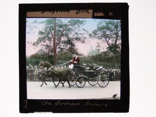 Royal procession horse - procession, drawn
