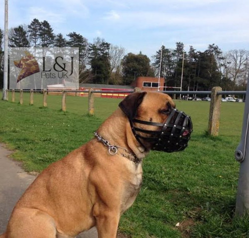 Leather dog muzzle light - leather,