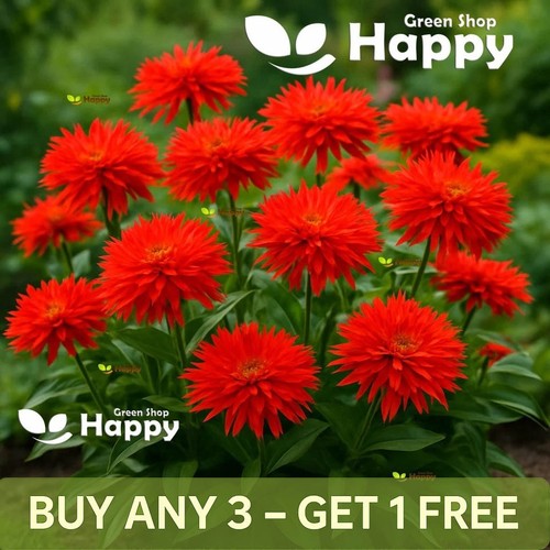 Zinnia elegans super cactus - elegans,
