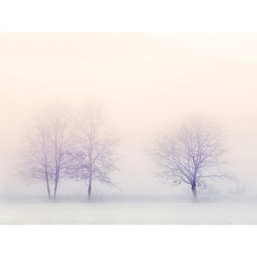 Trees winter landscape snow - trees,
