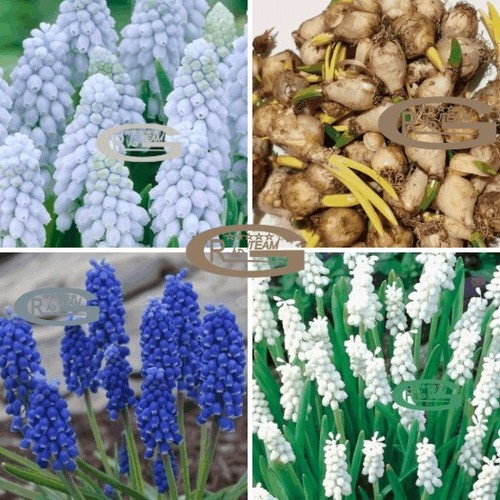 Muscari grape hyacinth flowers - grape,