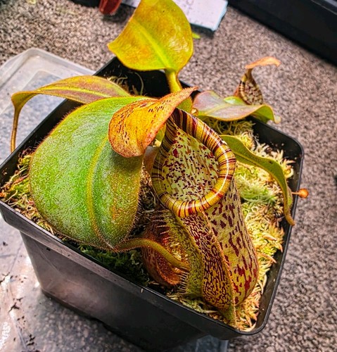 Nepenthes burbidgeae x - nepenthes, n.