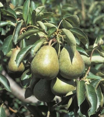 Pear tree doyenne comice - tree,
