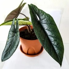 Alocasia Scalprum 8cm Pot Rare