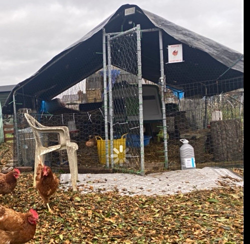 Eglu plastic chicken - eglu,