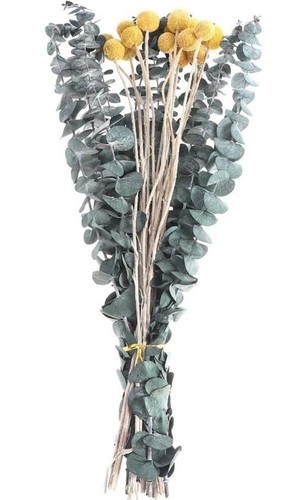 Dried preserved eucalyptus - eucalyptus, mix