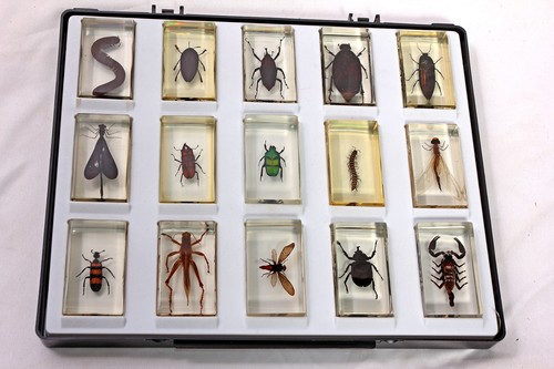 Bugs insects resin - bugs, real