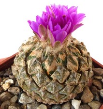 Pelecyphora strobiliformis