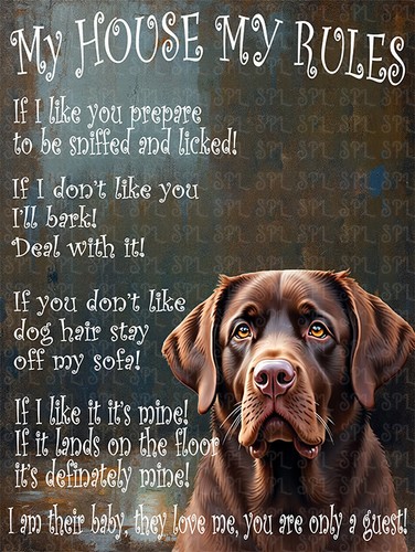 Brown choc labrador - brown,