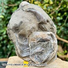 Gryphaea dilatata Fossil Giant Oyster | Jurassic Kimmeridge Clay Osmington